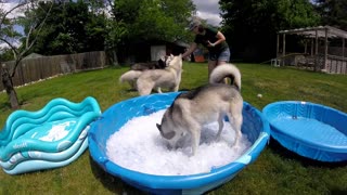 Ice pool for the huskies