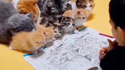 cats are learning ! so amazing