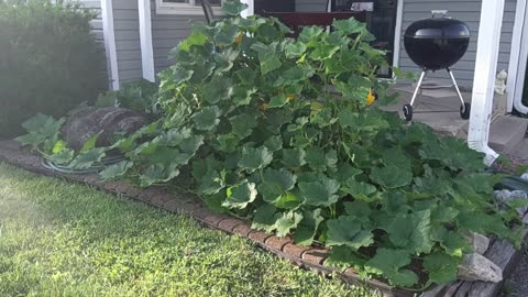 Hand Pollinating Butternut Squash Worked 7/14/23