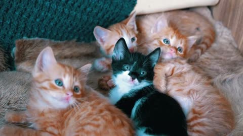 Cozy Moments: Little Cats Lounging on an Armchair