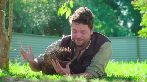 The Irwins check up on a precious echidna