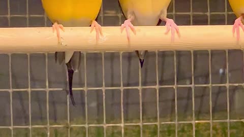 Gouldian Finches - amazing rainbow bird colours