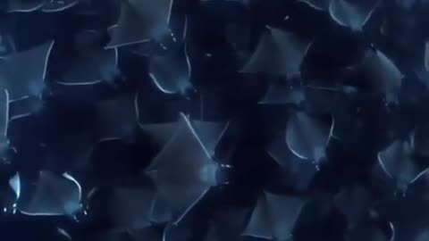 Millions of Beautiful Manta Ray Fishes #shorts #viral #shortsvideo #video