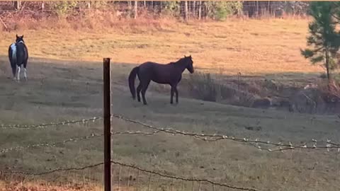 Colt love to run on a cool foggy morning