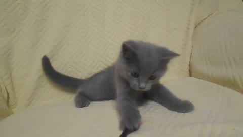 British Shorthair Kitty - Grey Princess