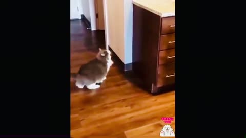 Funny animal|funny animals video|try not to laugh #cute & #funny - #cat - #video - #shorts 😑 Please follow me