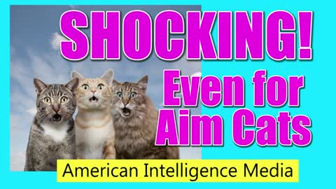 AIM Cats are Shocked at the Corruption Levels