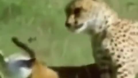 Cheetah is hunting and speed #short #animal #nature