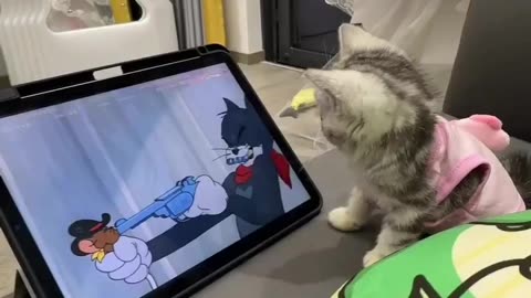 Cat funny video He loves to watch Tom and Jerry