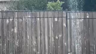Hummingbird in sprinkler