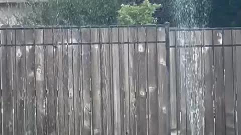 Hummingbird in sprinkler