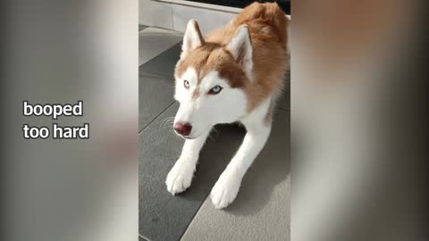 Dramatic Husky Complaining for