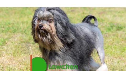 world ranking #02 expensive dogs - Lowchen