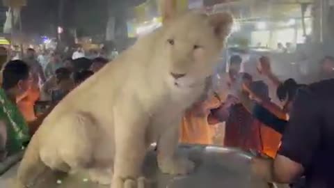 Lion child celebration in Road