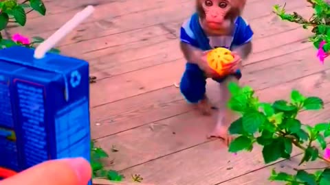 Adorable Monkeys, animal, monkey, pets, funny animals, cute monkey, baby monkey, lovely monkey #4