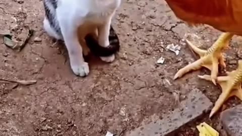 Cat and Hen fight