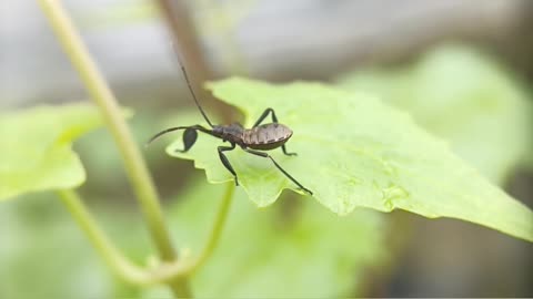 Footage Macro Videos Animal.