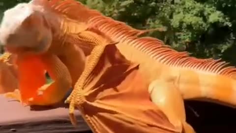 What is this, dragon or something else #shorts #viral #shortsvideo #video