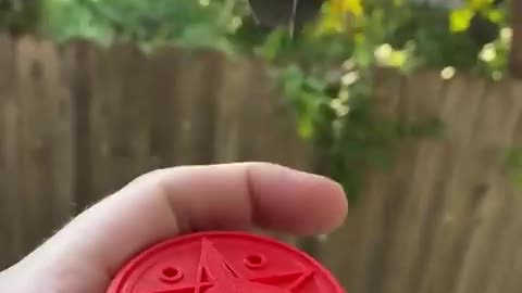 Hector, the friendly hummingbird