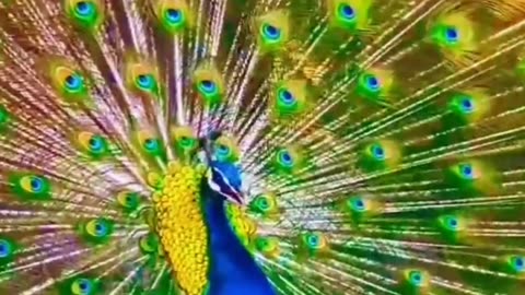 Beautiful Blue Peacock opening her colourful feathers.