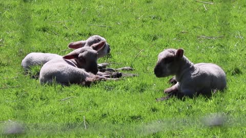 sheep peaceful sun