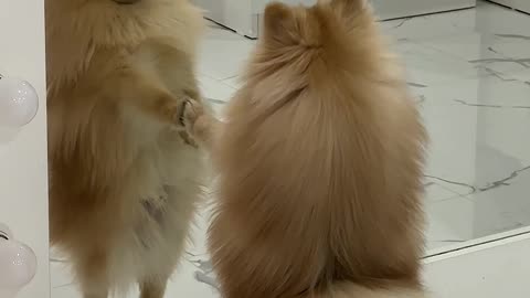 Pomeranian Falls In Love With Reflection