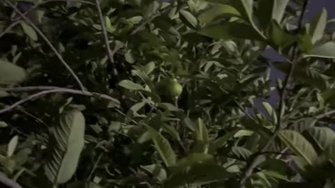 Guava Fruit Plant Funny Voice over