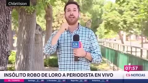 Pesky parrot steals reporter's earphone live on air in Chile