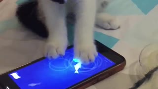 Gamer kitten catches fish on mobile game
