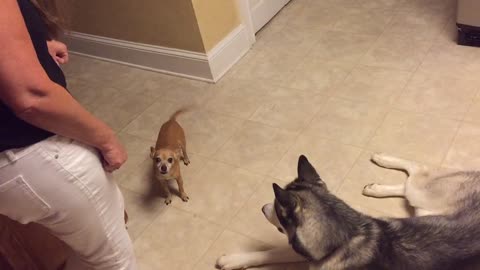 Chihuahua and Husky howling