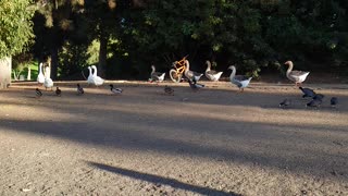 Evening goose walk