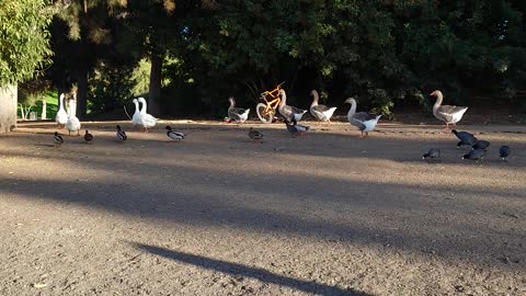 Evening goose walk