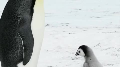 Penguindotcom