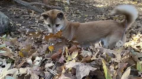 Fall weather mean Fall Fun for the animals.