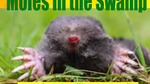 Moles Unplug Hole in the Swamp