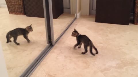 Cat playing with mirror