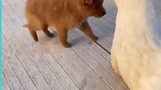 Adorable Puppy And Friendly Duck Have The Cutest Friendship