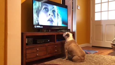 Bulldog Watches TV Intently To Ensure Actress’ Safety