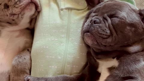 Elanya Napping with her Frenchies