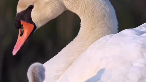 Feathers and family