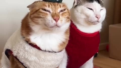 🐱 Funny cat videos | cute cats | Try not to laugh | Cat videos Compilatio