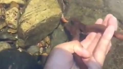 Man Trying To Catch Crab With Plier
