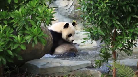 It still loves to play with water # panda