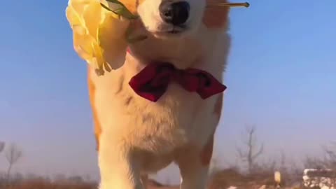 dog and flower