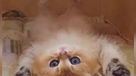 CUTE Cat Funny Video | Cat Training Guidance | Sweet Animal | Cat |