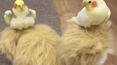 Adorable Cockatiel's Hilarious Playtime Antics | Cute Bird Video