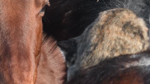 Cat Takes a Nap Atop Horse