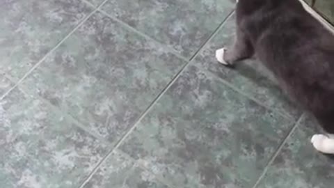 Cat Scared of Shoe Tries to Attack it