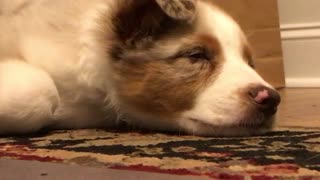 Adorable sleepy puppy