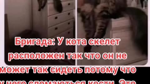 Кот, который сидит по-человечески #приколы #прикол #ржака #ржакадослез #юмор #юморздесь #хохма